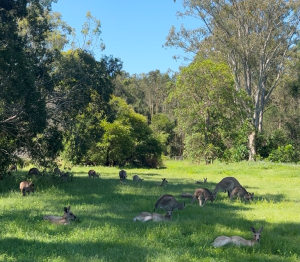 Na zdjęciu kangury na trawie