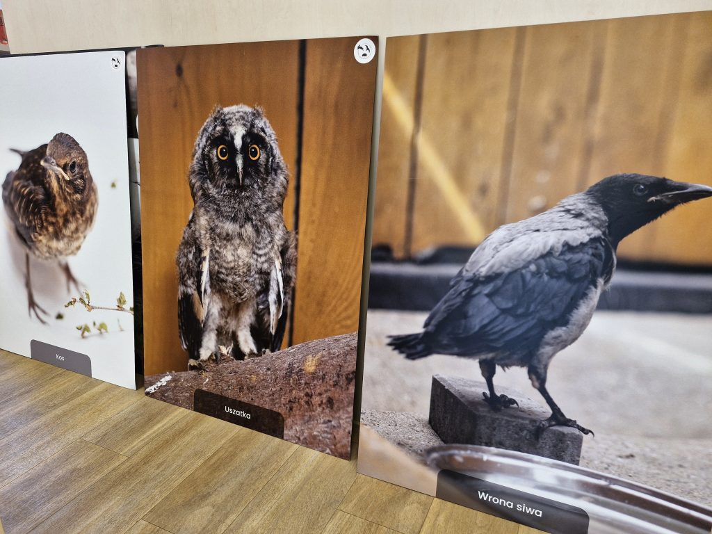 Wystawa fotografii dzikich zwierząt